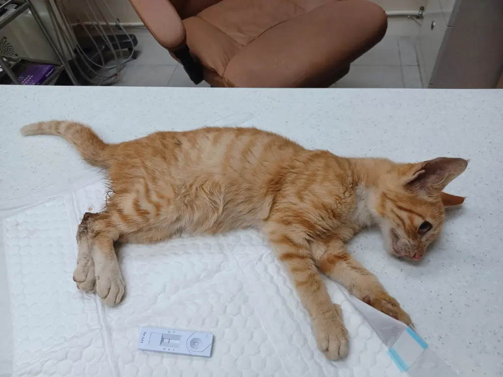 한국 고양이 보호중 사진