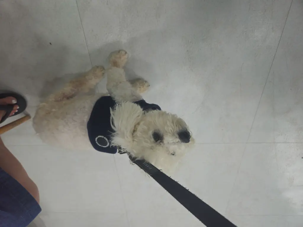 말티즈 보호중 사진