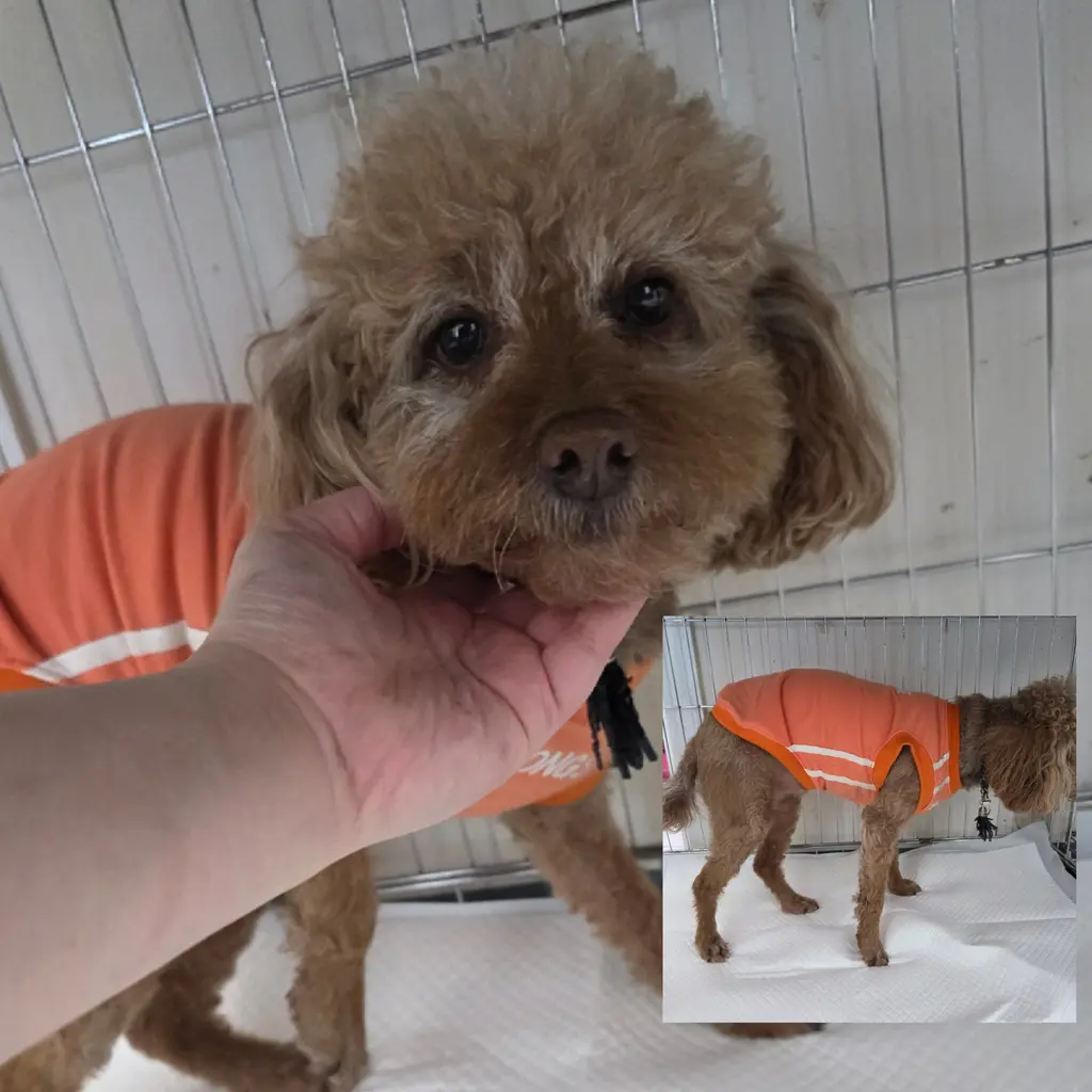 푸들 보호중 사진