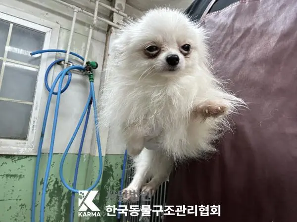포메라니안 보호중 사진