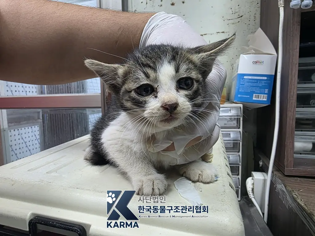한국 고양이 보호중 사진