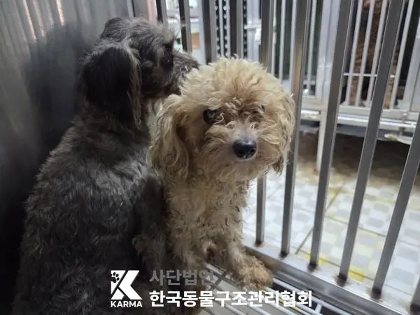 푸들 보호중 사진