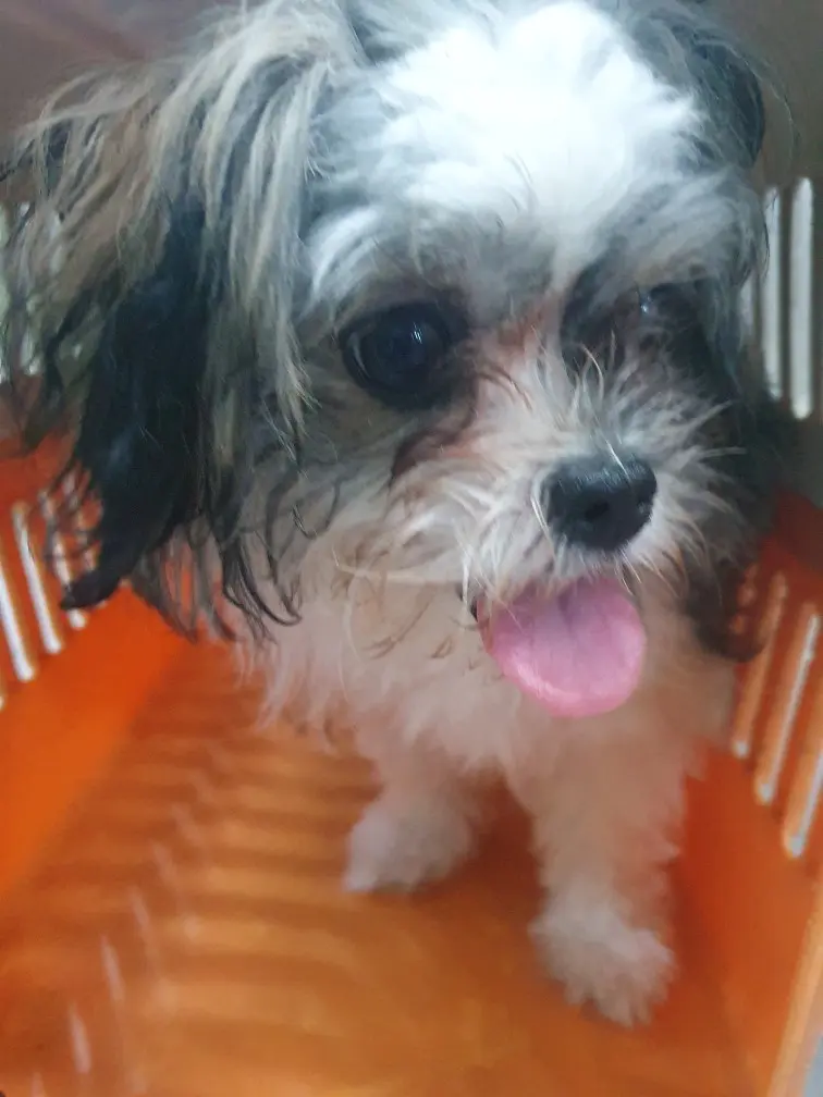 믹스견 보호중 사진