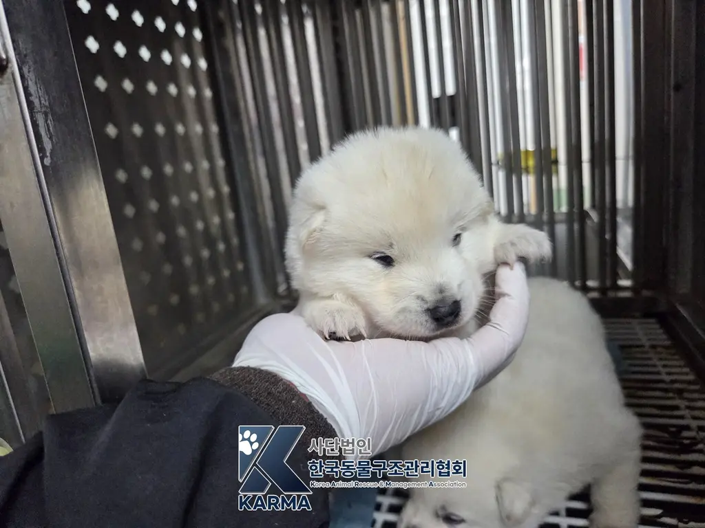 믹스견 보호중 사진