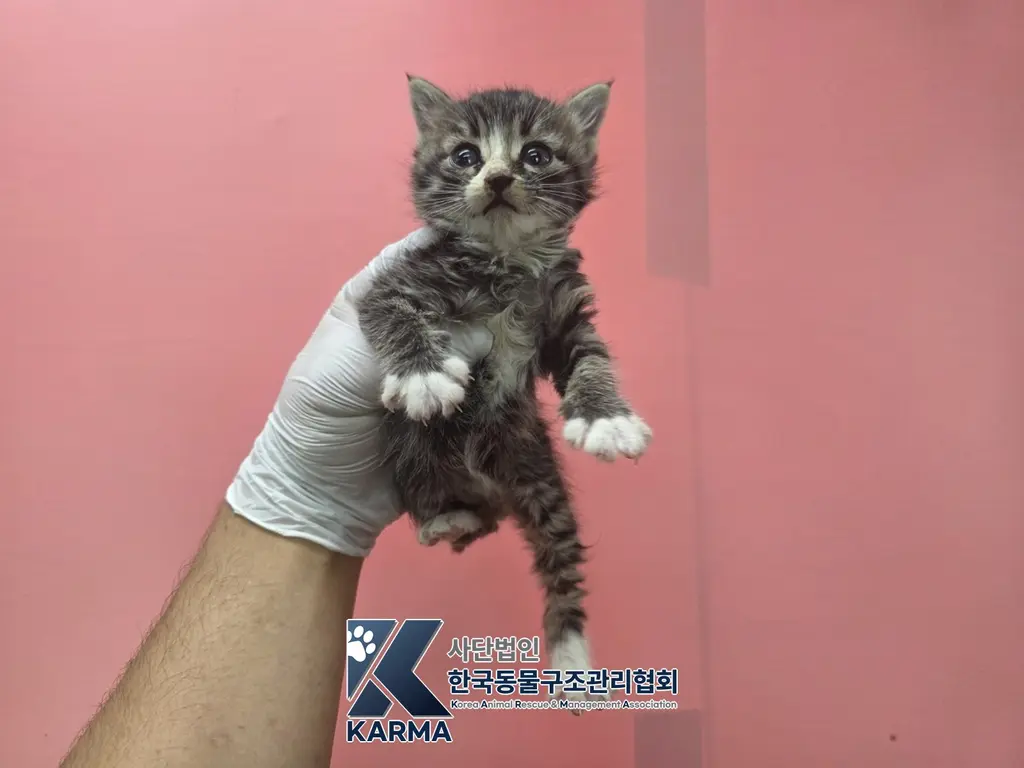 한국 고양이 보호중 사진