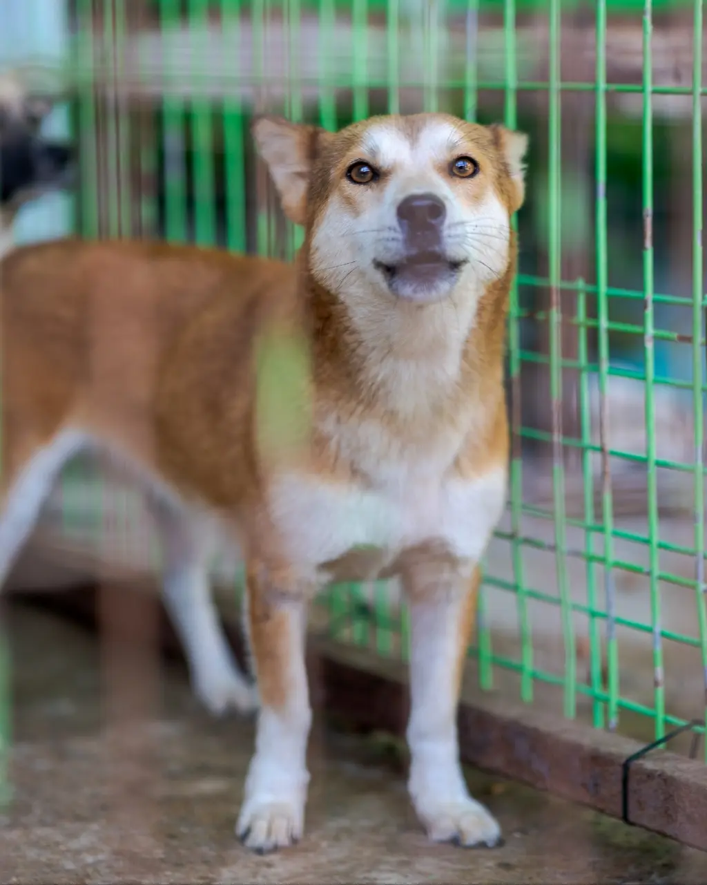 믹스견 보호중 사진