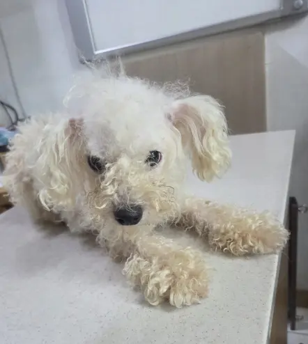 푸들 보호중 사진