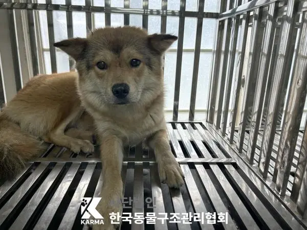믹스견 보호중 사진