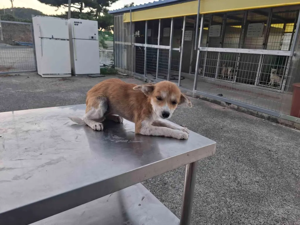 믹스견 보호중 사진