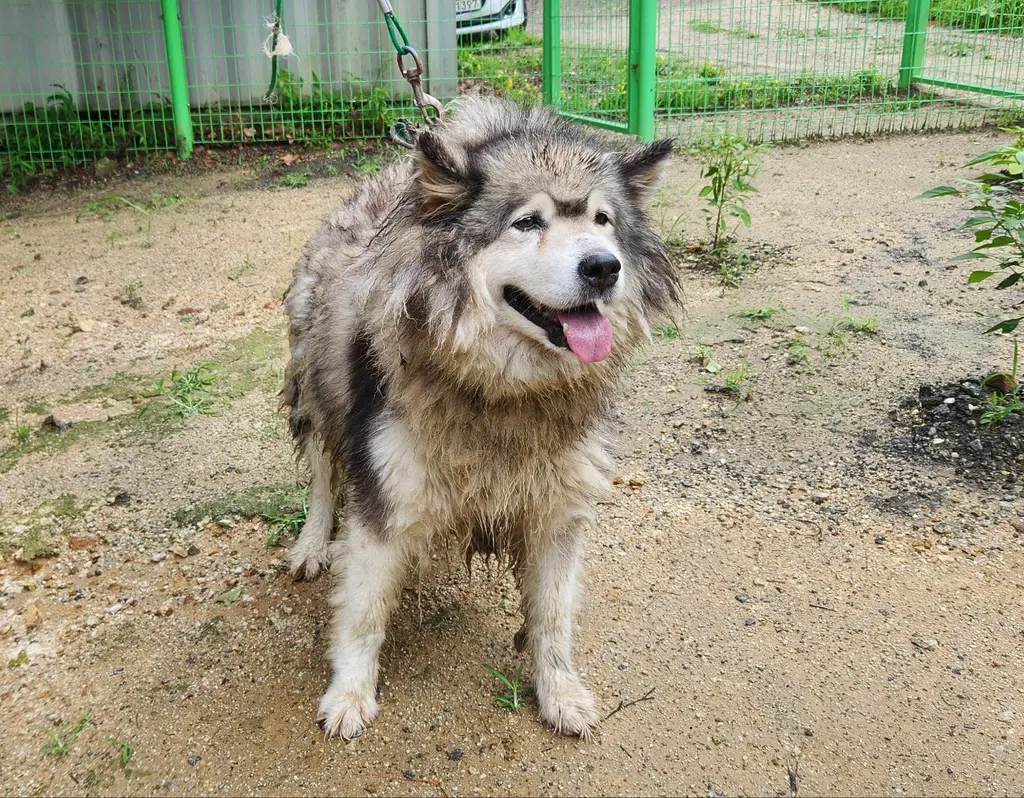 말라뮤트 보호중 사진