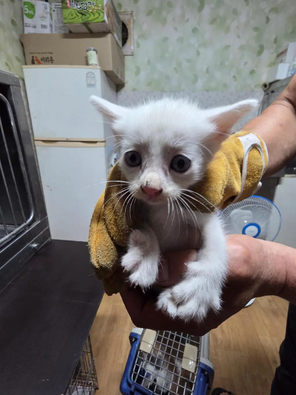 한국 고양이 보호중 사진
