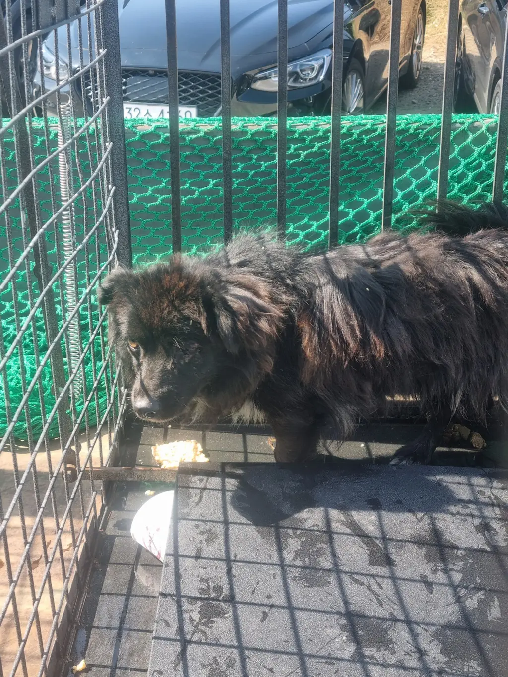믹스견 보호중 사진