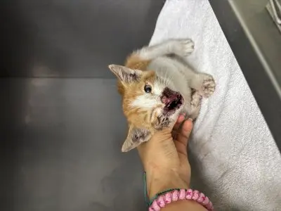믹스묘 보호중 사진