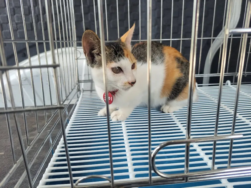 한국 고양이 보호중 사진