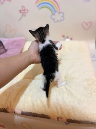 믹스묘 보호중 사진