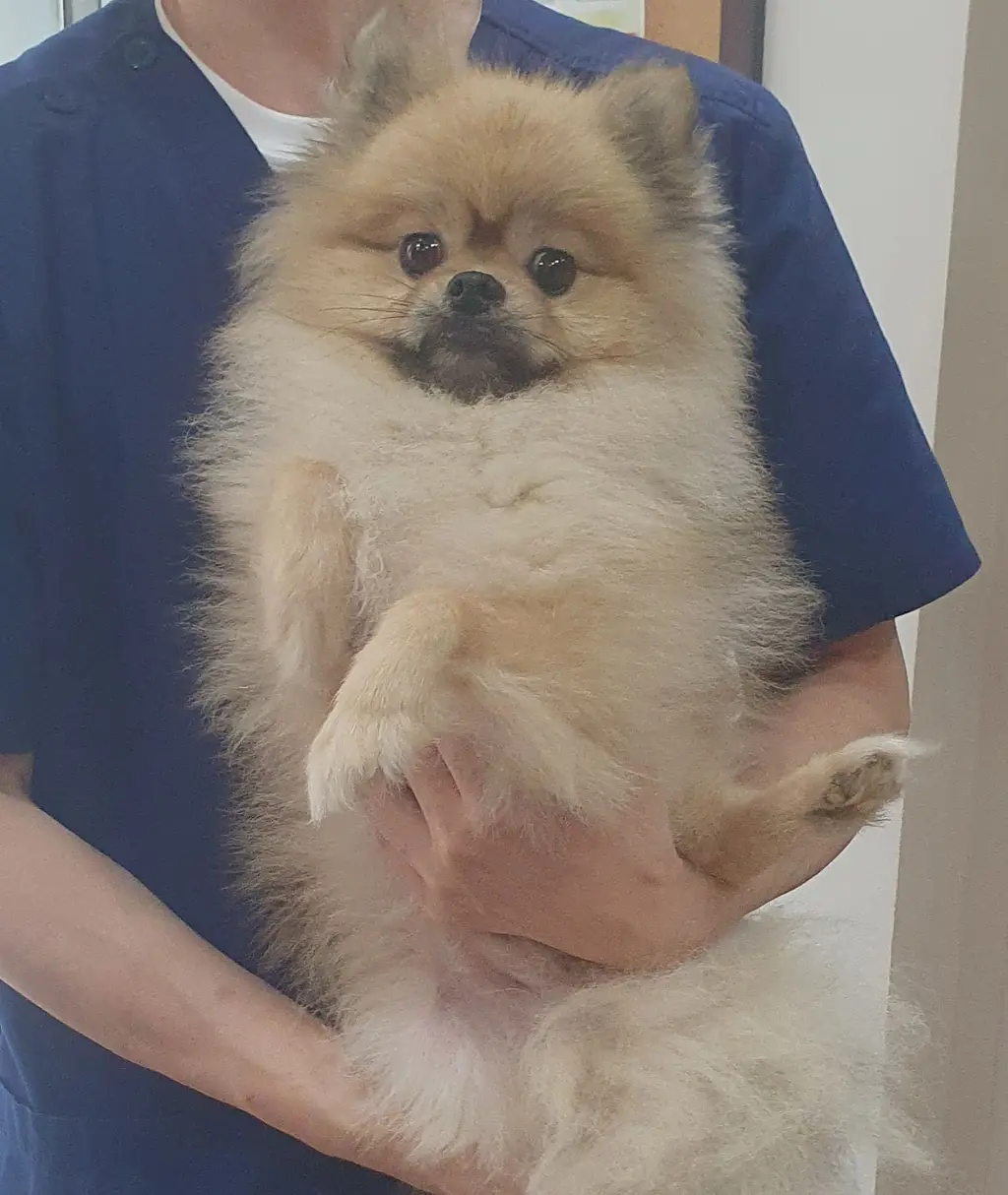 포메라니안 보호중 사진