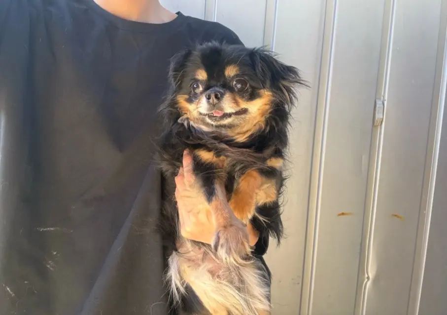 치와와 보호중 사진