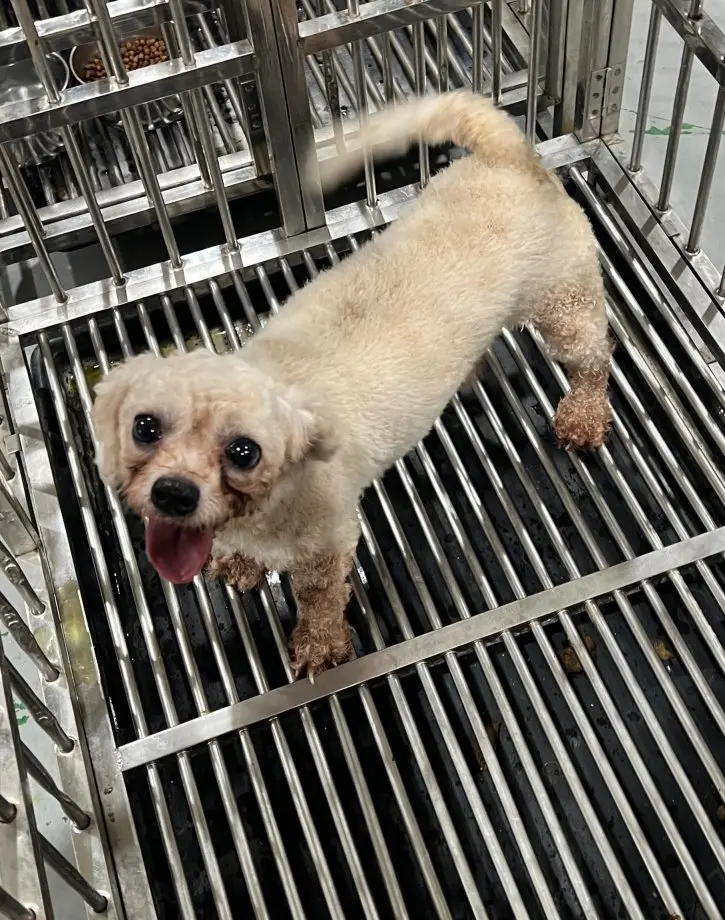푸들 보호중 사진