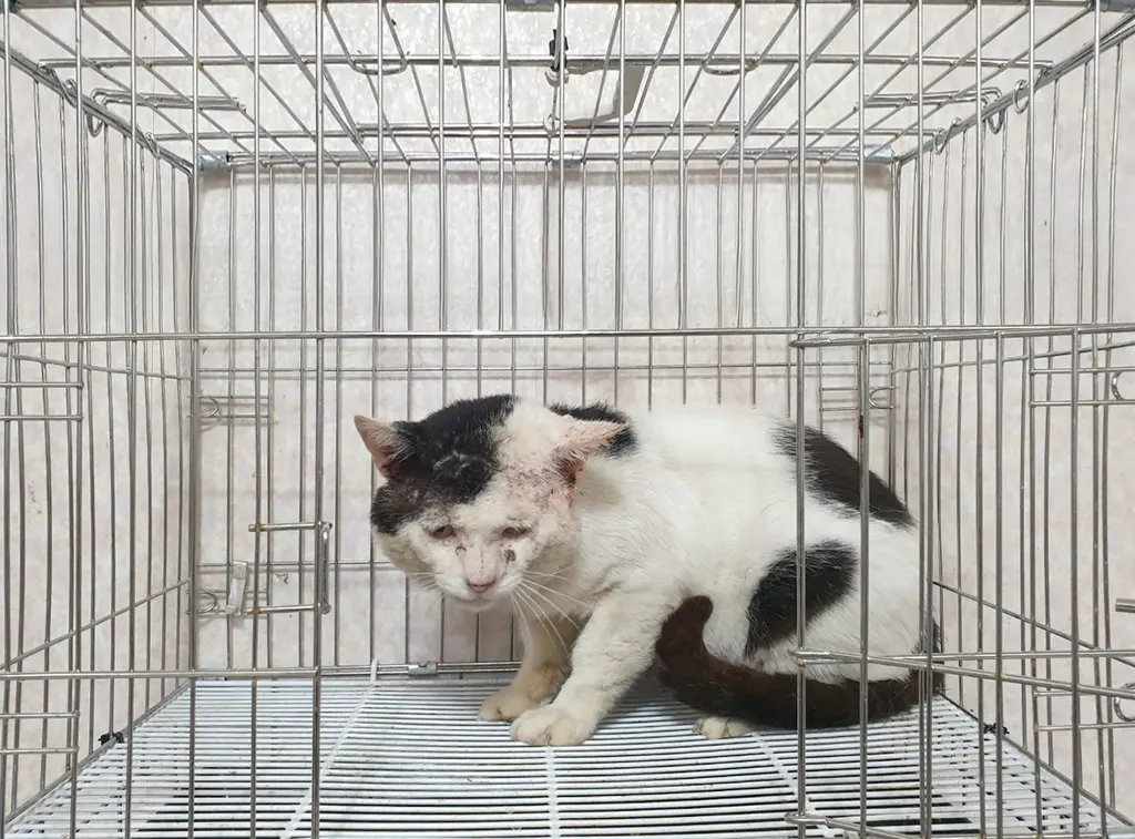 한국 고양이 보호중 사진