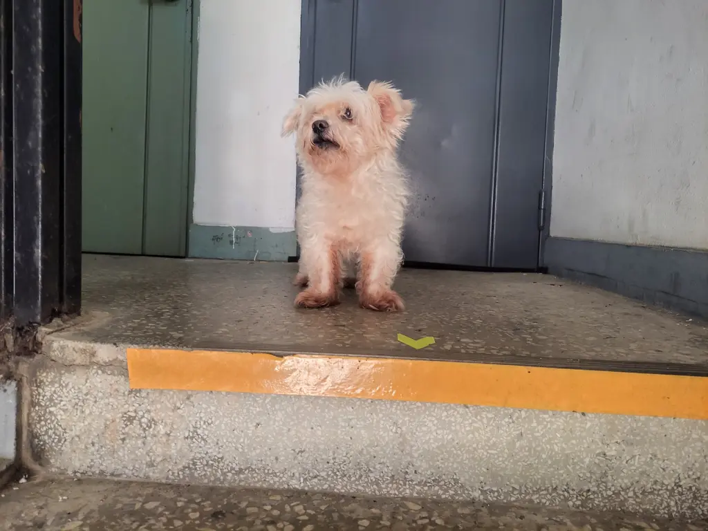 믹스견 보호중 사진
