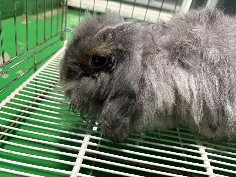 기타축종 보호중 사진