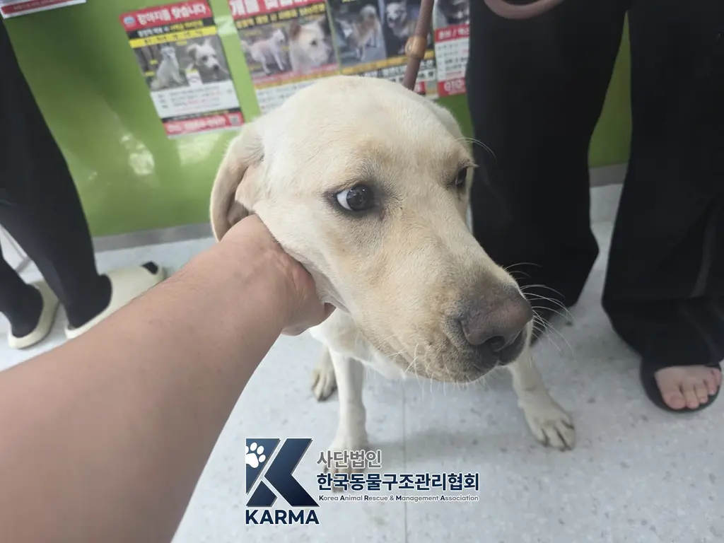라브라도 리트리버 보호중 사진