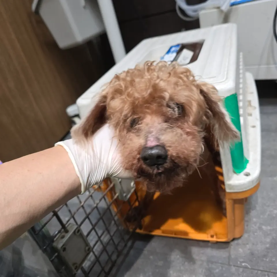 푸들 보호중 사진