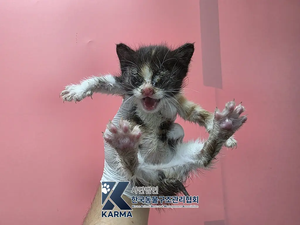 한국 고양이 보호중 사진