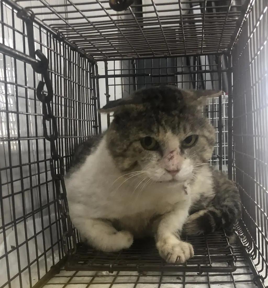 한국 고양이 보호중 사진