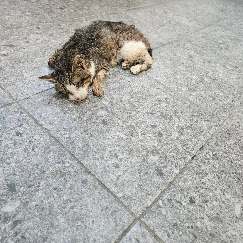 한국 고양이 보호중 사진