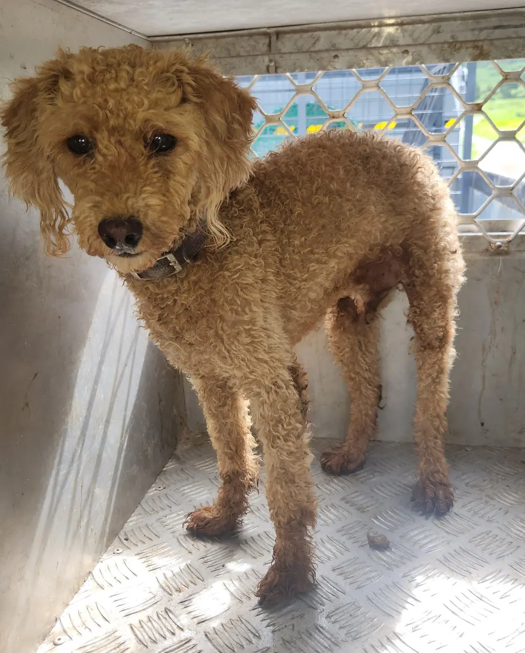 푸들 보호중 사진