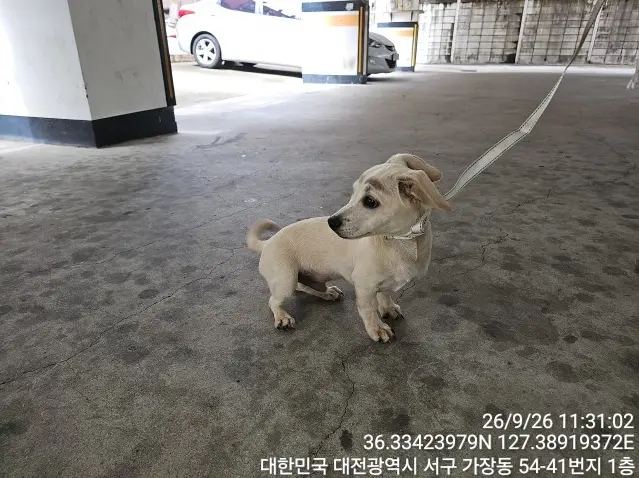 믹스견 보호중 사진
