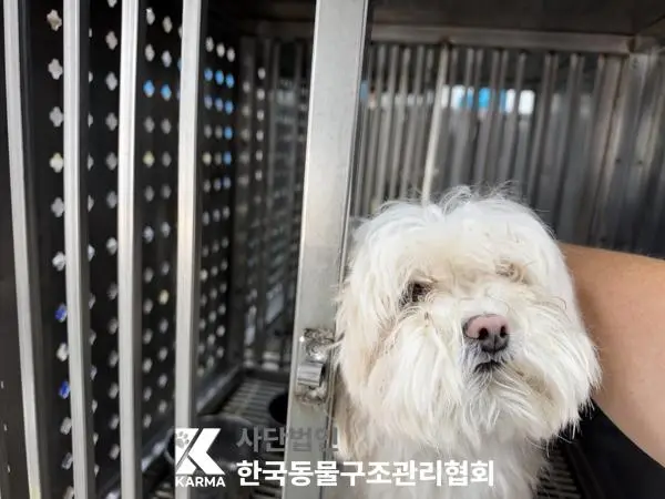 믹스견 보호중 사진