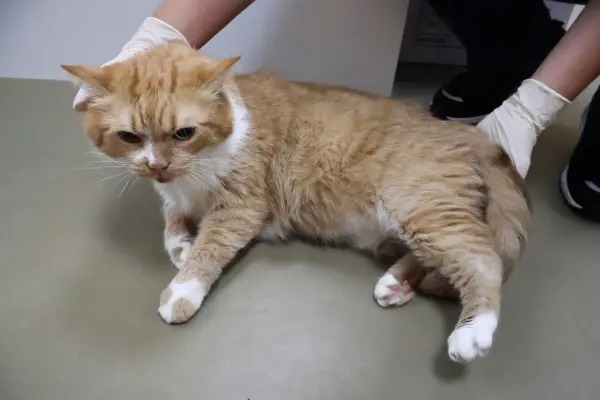 한국 고양이 보호중 사진