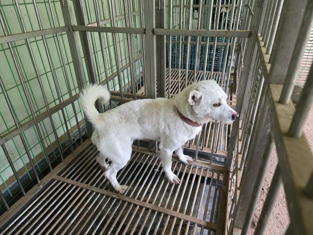 믹스견 보호중 사진