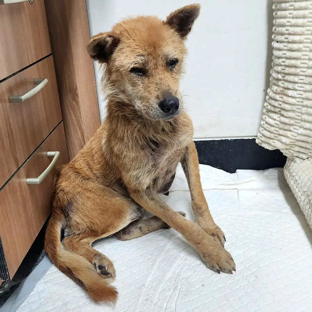 믹스견 보호중 사진