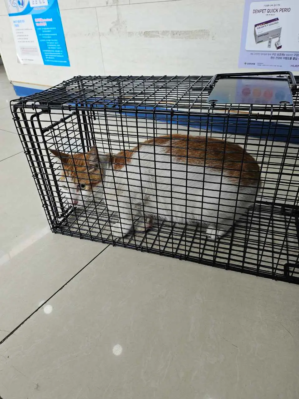 한국 고양이 보호중 사진