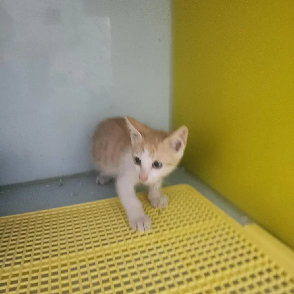 한국 고양이 보호중 사진
