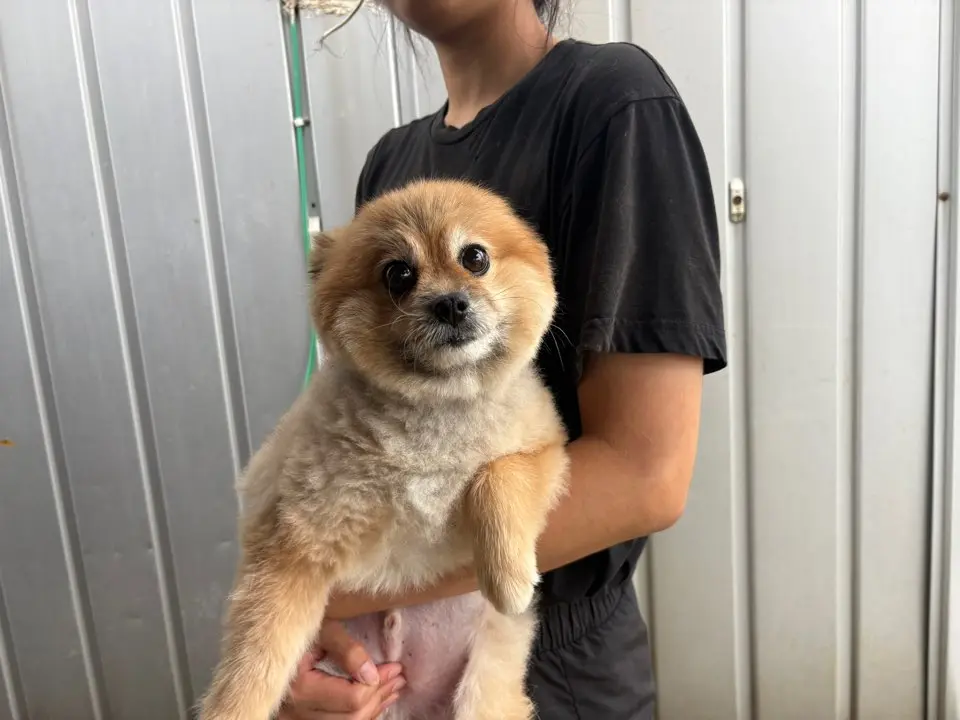 포메라니안 보호중 사진