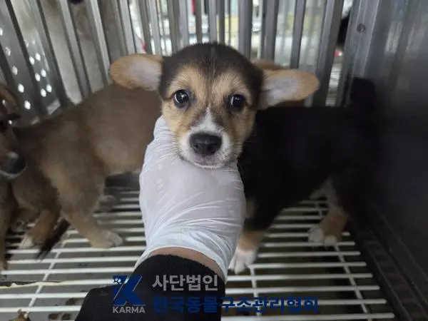 믹스견 보호중 사진