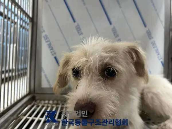 믹스견 보호중 사진
