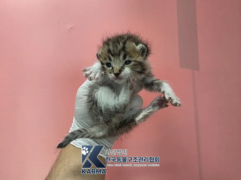 한국 고양이 보호중 사진