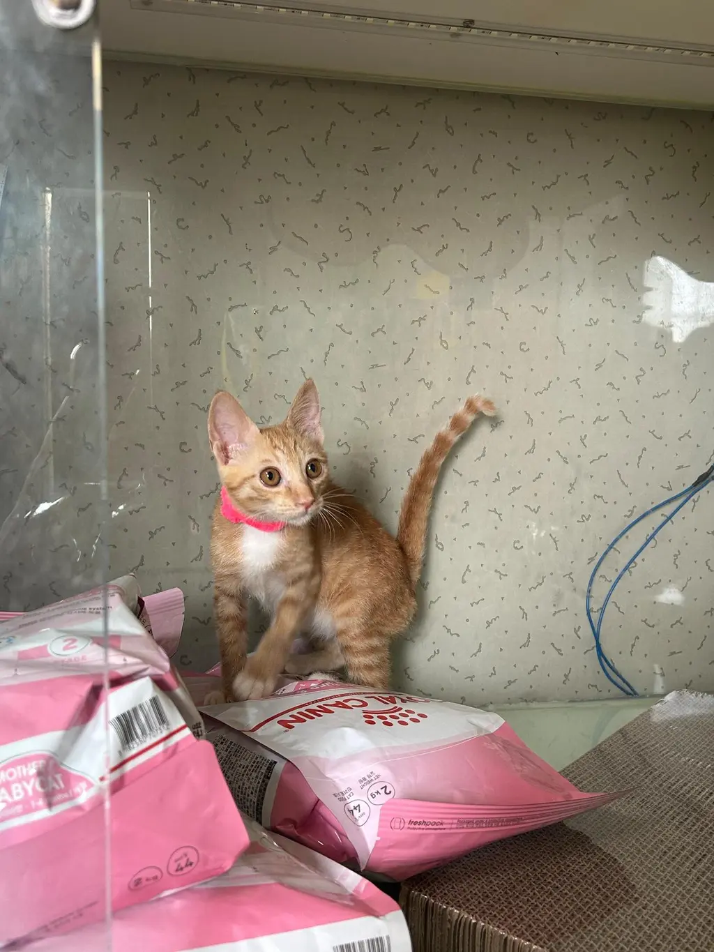 한국 고양이 보호중 사진