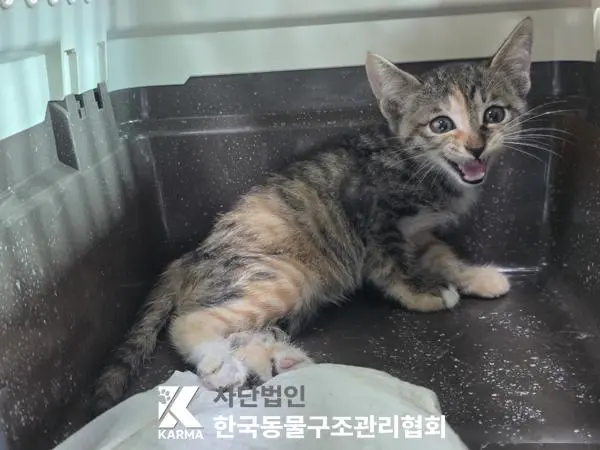 한국 고양이 보호중 사진