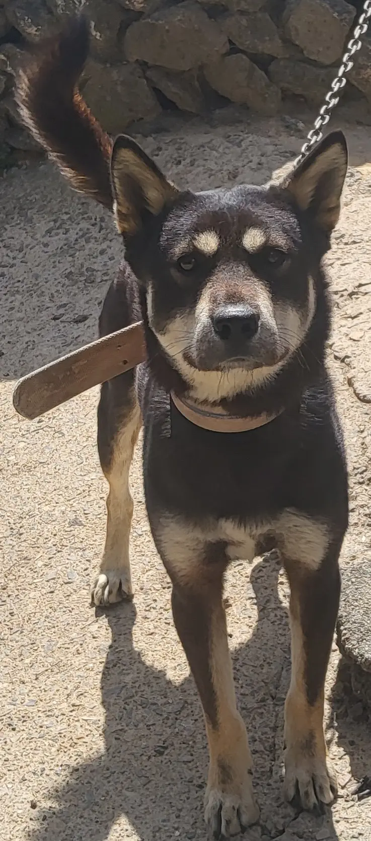 믹스견 보호중 사진