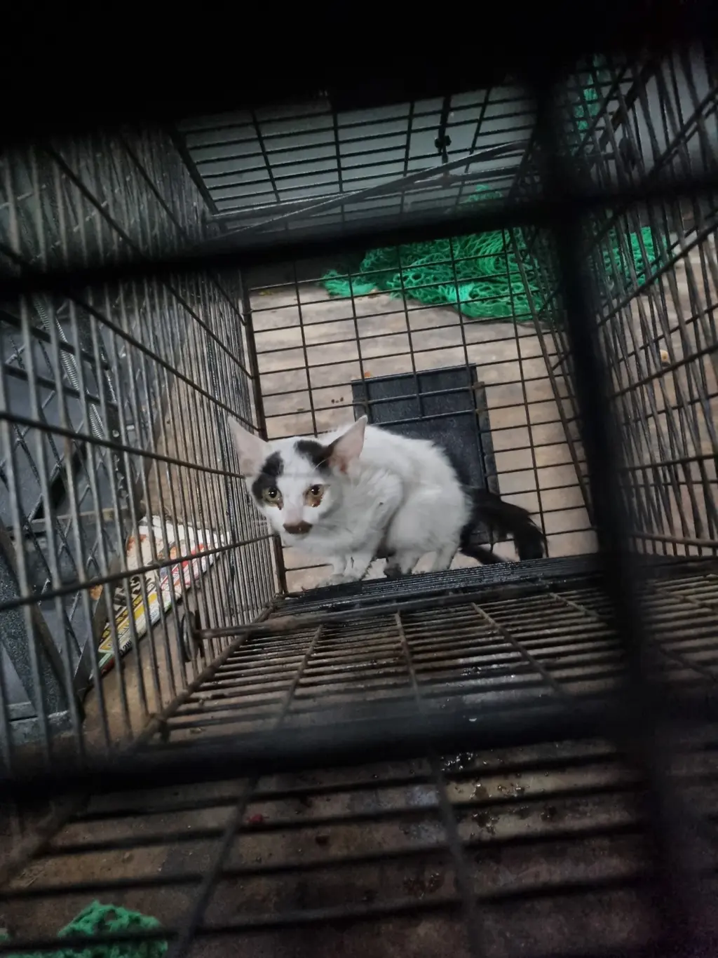 믹스묘 보호중 사진
