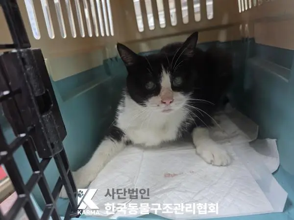 한국 고양이 보호중 사진