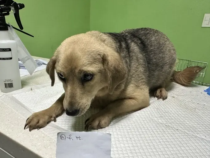 믹스견 보호중 사진