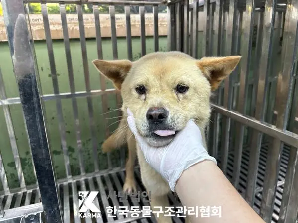 믹스견 보호중 사진