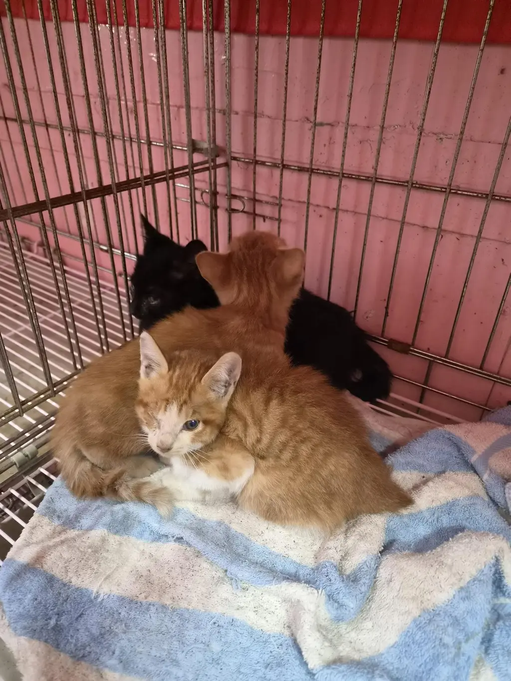 한국 고양이 보호중 사진